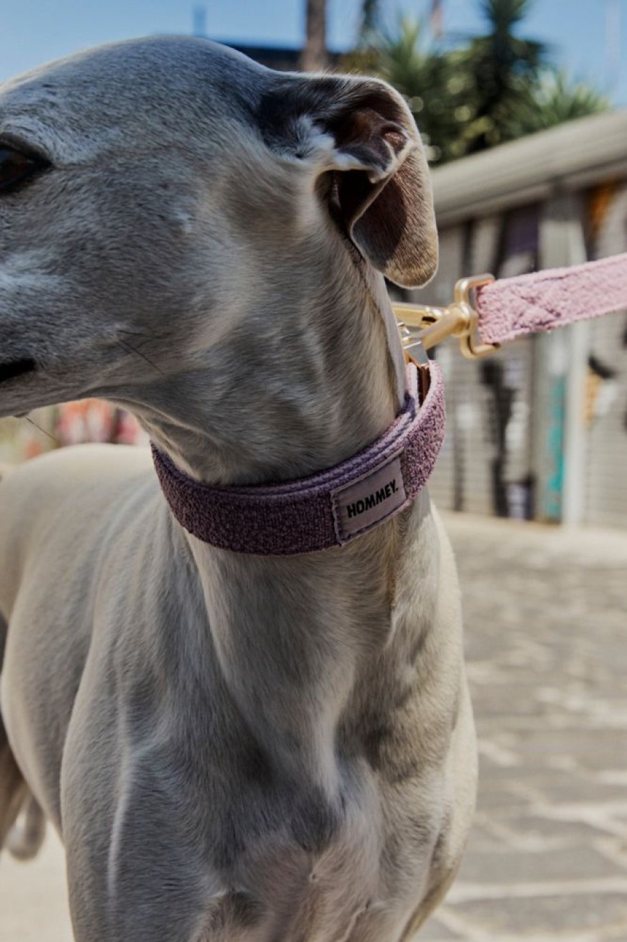 Pet Hommey | Boucle Pet Collar Lilac