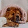 Pet Hommey | Faux Fur Pet Blanket Rose